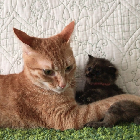 動物,犬,猫,しつけ,飼い方,育て方,病気,健康