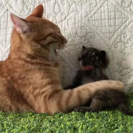 動物,犬,猫,しつけ,飼い方,育て方,病気,健康