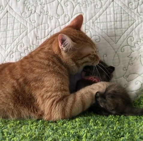 動物,犬,猫,しつけ,飼い方,育て方,病気,健康