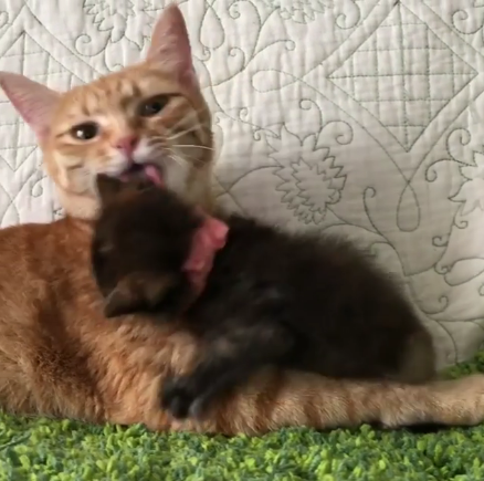 動物,犬,猫,しつけ,飼い方,育て方,病気,健康