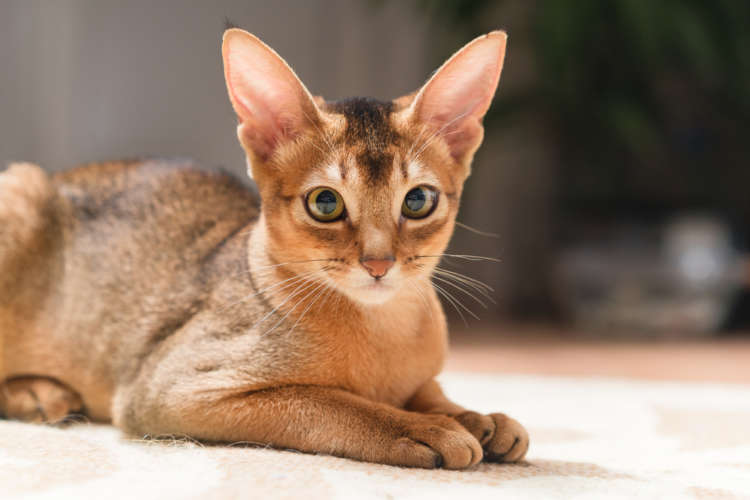 アビシニアンってどんな猫? 歴史やカラダの特徴について