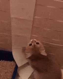 動物,犬,猫,しつけ,飼い方,育て方,病気,健康