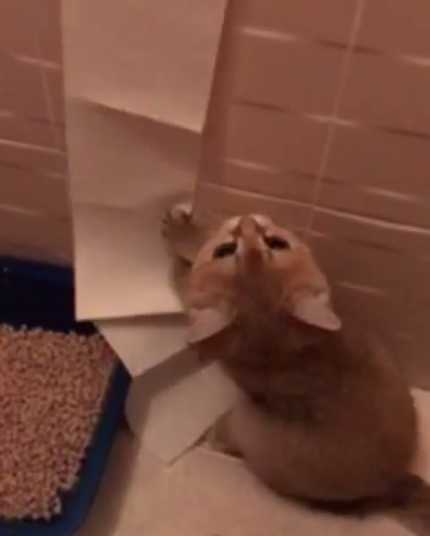 動物,犬,猫,しつけ,飼い方,育て方,病気,健康