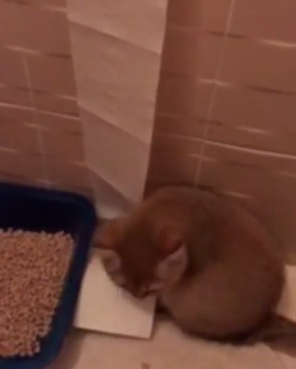 動物,犬,猫,しつけ,飼い方,育て方,病気,健康