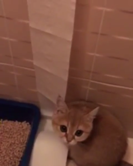 動物,犬,猫,しつけ,飼い方,育て方,病気,健康