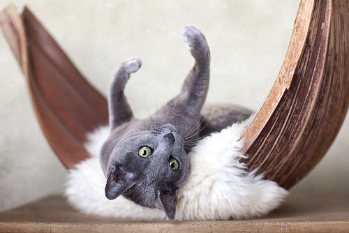 動物,犬,猫,しつけ,飼い方,育て方,病気,健康