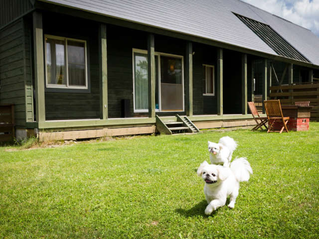 動物,犬,猫,しつけ,飼い方,育て方,病気,健康