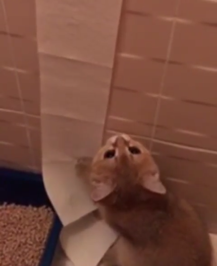 動物,犬,猫,しつけ,飼い方,育て方,病気,健康