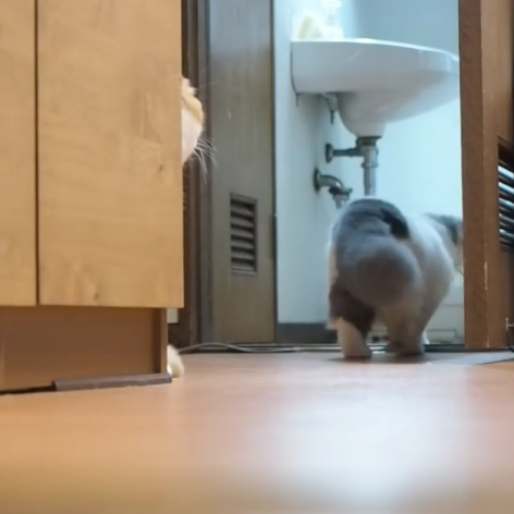 動物,犬,猫,しつけ,飼い方,育て方,病気,健康