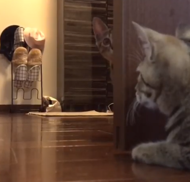 動物,犬,猫,しつけ,飼い方,育て方,病気,健康