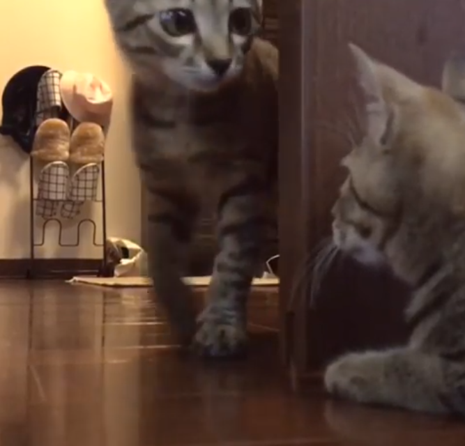 動物,犬,猫,しつけ,飼い方,育て方,病気,健康