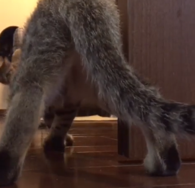動物,犬,猫,しつけ,飼い方,育て方,病気,健康