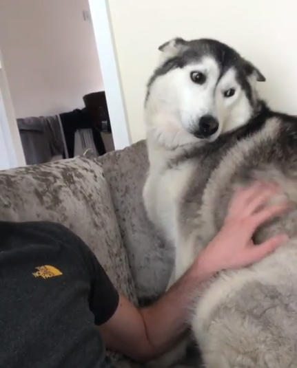 動物,犬,猫,しつけ,飼い方,育て方,病気,健康