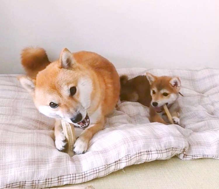 【カミカミのお勉強中♪】お兄ちゃんの真似をして、一生懸命に骨をカプカプする妹ワンコの姿が…♡
