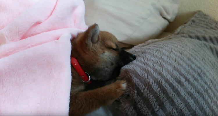 動物,犬,猫,しつけ,飼い方,育て方,病気,健康