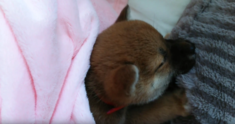 動物,犬,猫,しつけ,飼い方,育て方,病気,健康