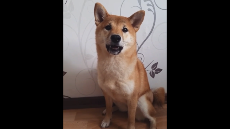 動物,犬,猫,しつけ,飼い方,育て方,病気,健康