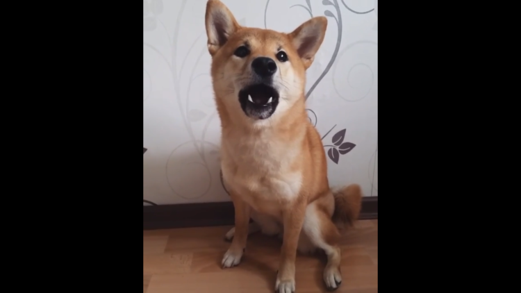 動物,犬,猫,しつけ,飼い方,育て方,病気,健康