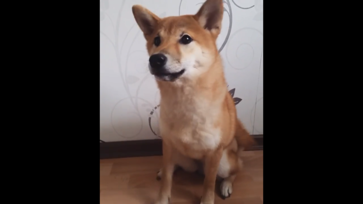 動物,犬,猫,しつけ,飼い方,育て方,病気,健康
