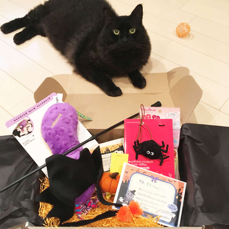 動物,犬,猫,しつけ,飼い方,育て方,病気,健康