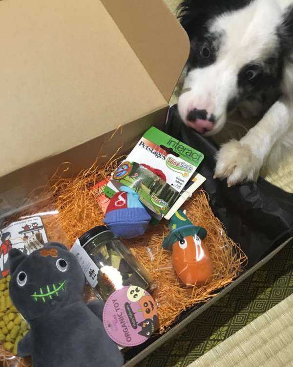 動物,犬,猫,しつけ,飼い方,育て方,病気,健康