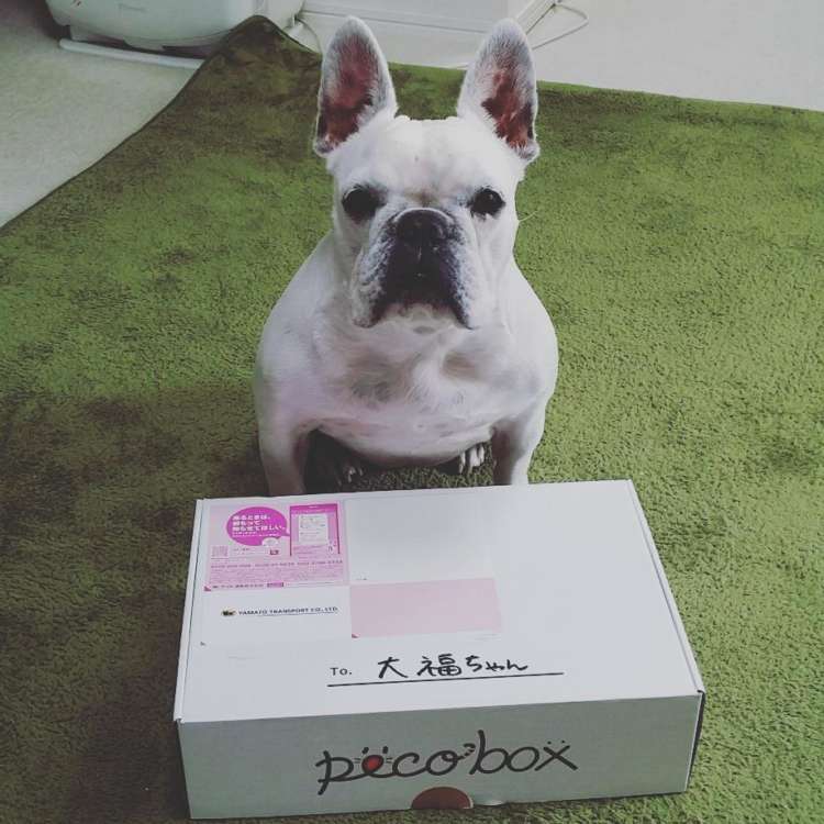 動物,犬,猫,しつけ,飼い方,育て方,病気,健康