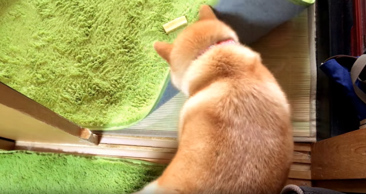 動物,犬,猫,しつけ,飼い方,育て方,病気,健康