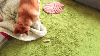 動物,犬,猫,しつけ,飼い方,育て方,病気,健康