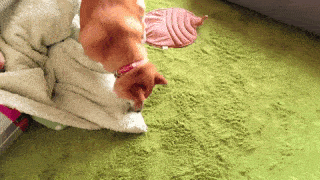 動物,犬,猫,しつけ,飼い方,育て方,病気,健康