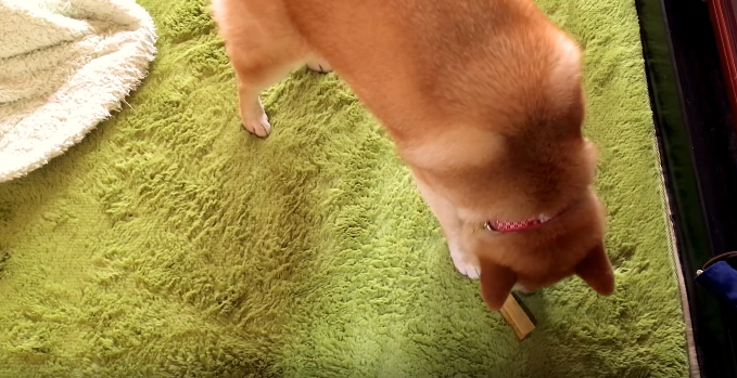 動物,犬,猫,しつけ,飼い方,育て方,病気,健康