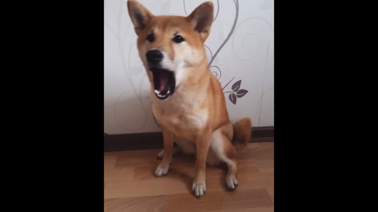 動物,犬,猫,しつけ,飼い方,育て方,病気,健康