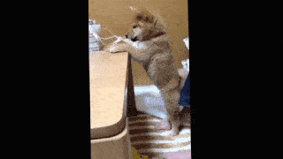 動物,犬,猫,しつけ,飼い方,育て方,病気,健康