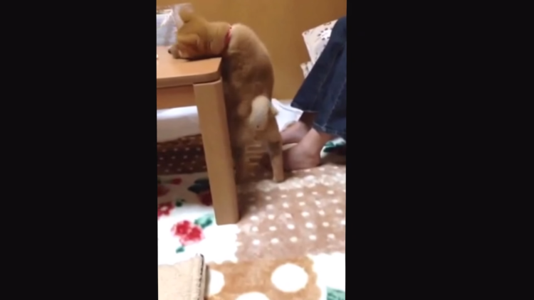 動物,犬,猫,しつけ,飼い方,育て方,病気,健康