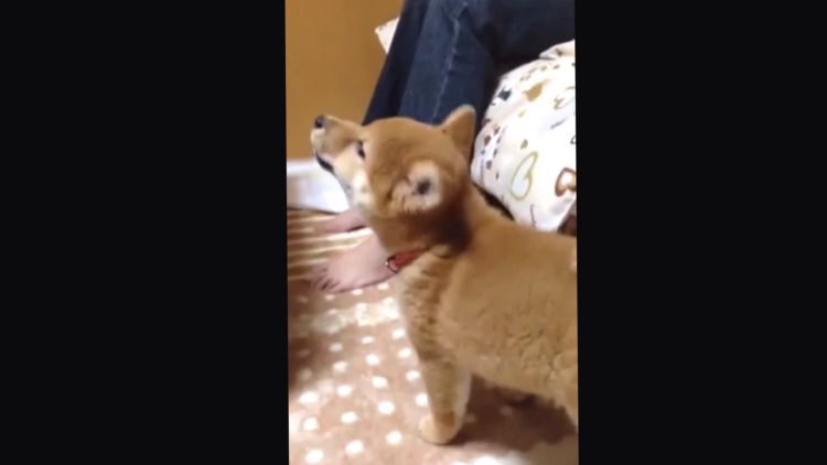 動物,犬,猫,しつけ,飼い方,育て方,病気,健康