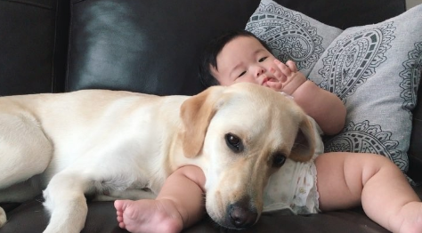 動物,犬,猫,しつけ,飼い方,育て方,病気,健康