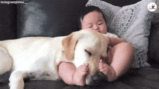 動物,犬,猫,しつけ,飼い方,育て方,病気,健康