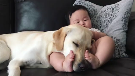 動物,犬,猫,しつけ,飼い方,育て方,病気,健康