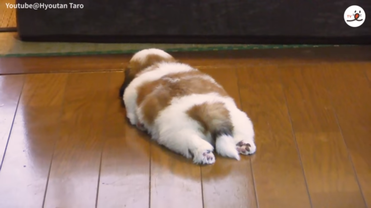 動物,犬,猫,しつけ,飼い方,育て方,病気,健康