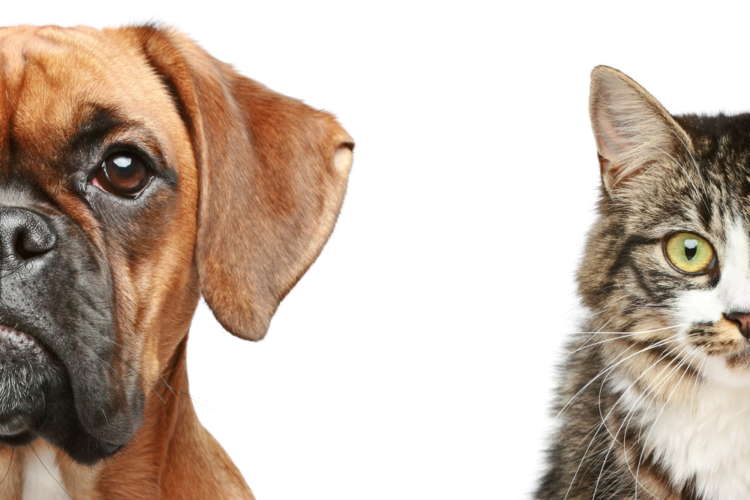 動物,犬,猫,しつけ,飼い方,育て方,病気,健康