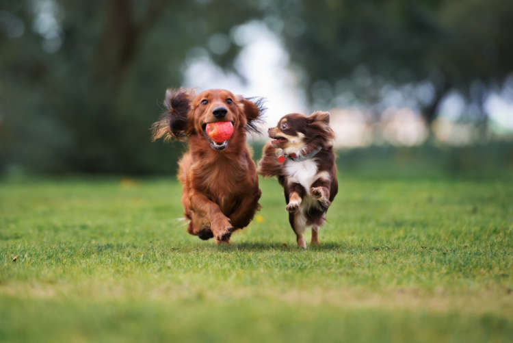 動物,犬,猫,しつけ,飼い方,育て方,病気,健康