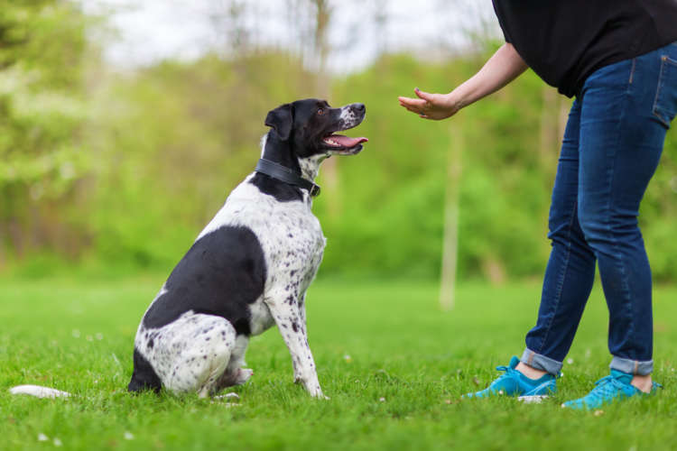 動物,犬,猫,しつけ,飼い方,育て方,病気,健康
