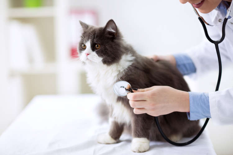動物,犬,猫,しつけ,飼い方,育て方,病気,健康