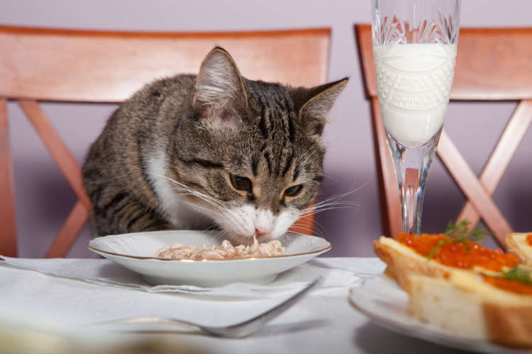 動物,犬,猫,しつけ,飼い方,育て方,病気,健康