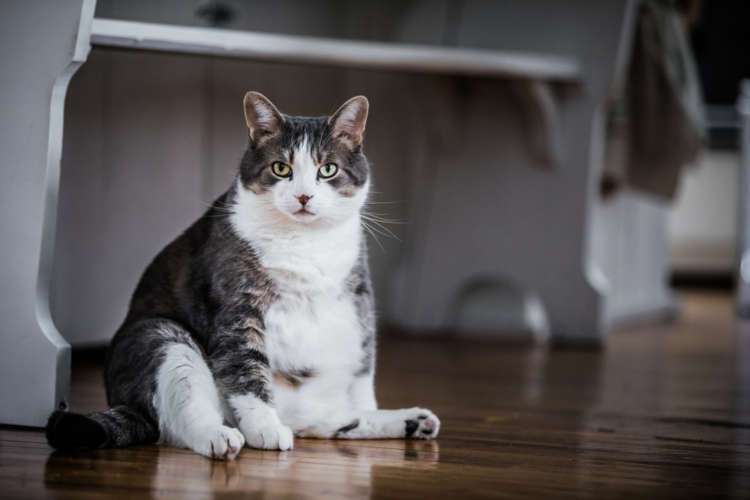 動物,犬,猫,しつけ,飼い方,育て方,病気,健康
