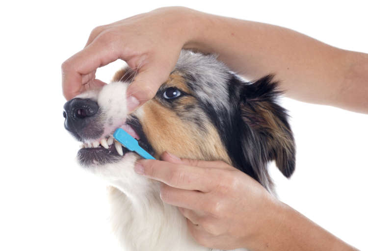 動物,犬,猫,しつけ,飼い方,育て方,病気,健康