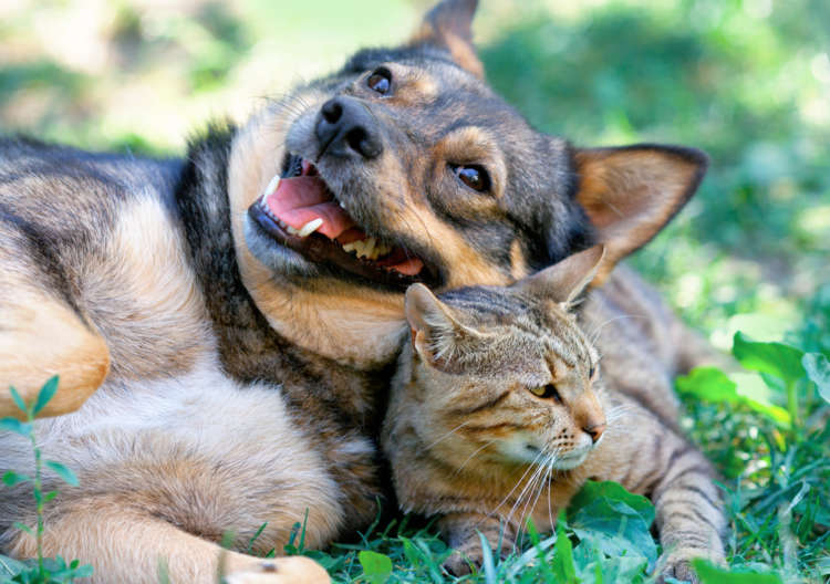 動物,犬,猫,しつけ,飼い方,育て方,病気,健康