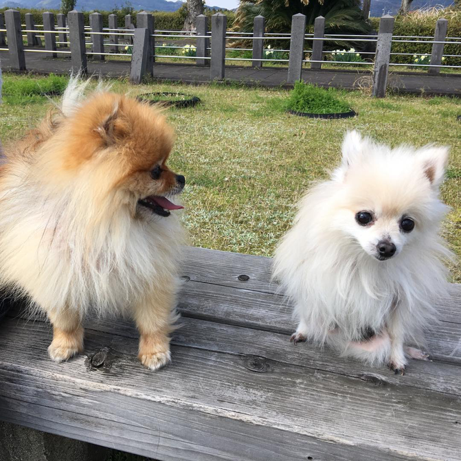 動物,犬,猫,しつけ,飼い方,育て方,病気,健康