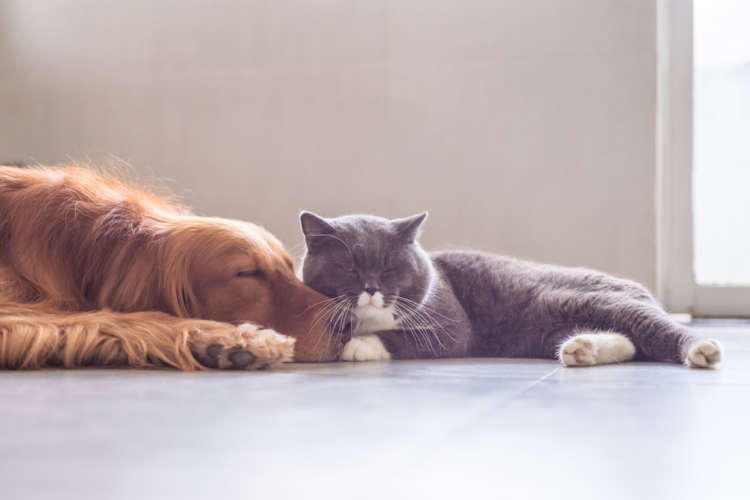動物,犬,猫,しつけ,飼い方,育て方,病気,健康