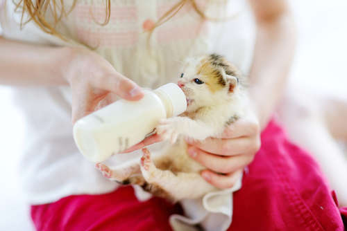 動物,犬,猫,しつけ,飼い方,育て方,病気,健康