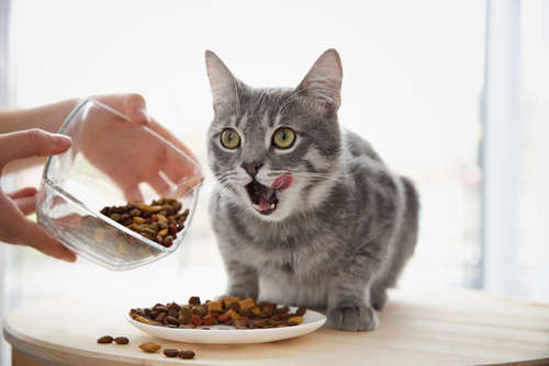 動物,犬,猫,しつけ,飼い方,育て方,病気,健康